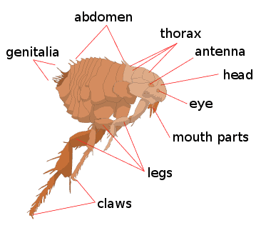 b2ap3_thumbnail_Scheme_flea_anatomy-en.png