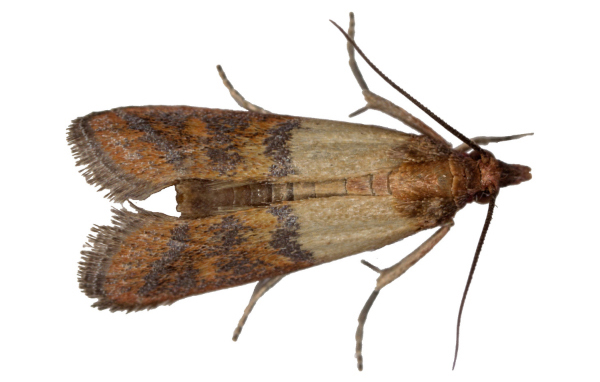 Insect of the Month - Indian Meal Moth - Agserv Pest Control Supplies