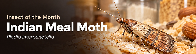 Indian Meal Moth
