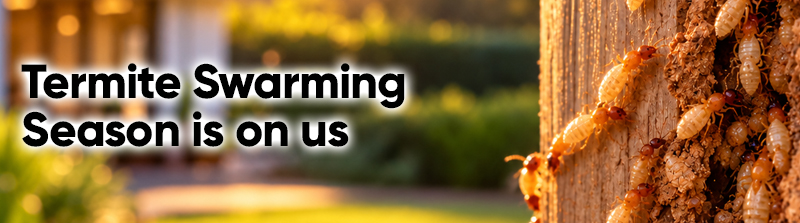 Termite Swarming Season